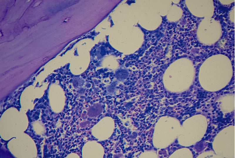 Special Stain May - Grunwald Giemsa acc. Romanowsky for tissue sections